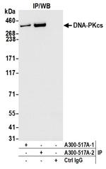 DNA-PKcs Antibody in Immunoprecipitation (IP)