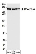 DNA-PKcs Polyclonal Antibody