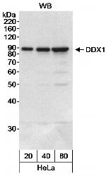 DDX1 Antibody in Western Blot (WB)