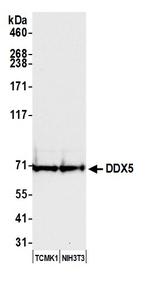 DDX5 Antibody in Western Blot (WB)