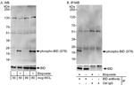 Phospho-BID (Ser78) Antibody in Western Blot (WB)