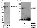DOCK9 Polyclonal Antibody