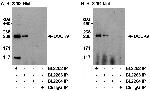 DOCK9 Polyclonal Antibody