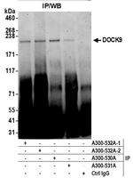 DOCK9 Antibody in Immunoprecipitation (IP)