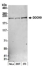 DOCK9 Polyclonal Antibody