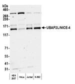 UBAP2L/NICE4 Antibody in Western Blot (WB)