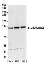 JIK/TAOK3 Polyclonal Antibody