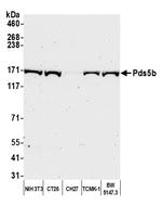 Pds5B Antibody in Western Blot (WB)