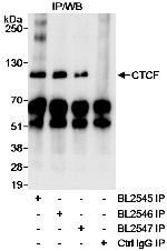 CTCF Polyclonal Antibody