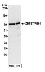 ZBTB7/FBI-1 Polyclonal Antibody