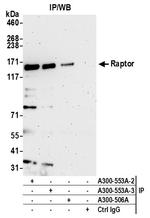 Raptor Antibody in Immunoprecipitation (IP)