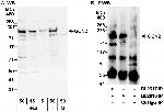 GCN2 Polyclonal Antibody