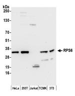 RPS6 Antibody in Western Blot (WB)