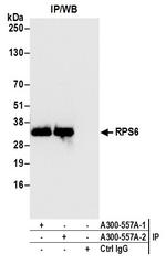 RPS6 Antibody in Immunoprecipitation (IP)