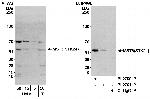 MST3/STK24 Polyclonal Antibody