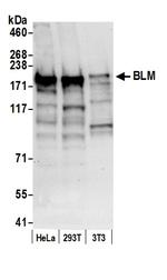 BLM Polyclonal Antibody