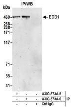 EDD1 Antibody in Immunoprecipitation (IP)