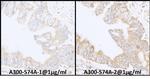 INPPL1/SHIP2 Polyclonal Antibody