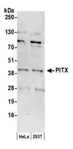 PITX1 Polyclonal Antibody