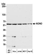 NONO Antibody in Western Blot (WB)