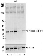 Phospho-RPS6 (Ser235, Ser236) Antibody in Western Blot (WB)