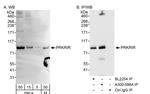 PRKRIR Antibody in Western Blot (WB)