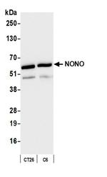 NONO Antibody in Western Blot (WB)