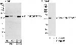 Sec23IP/MSTP053 Polyclonal Antibody