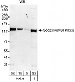 Sec23IP/MSTP053 Antibody in Western Blot (WB)
