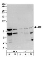 AF9 Polyclonal Antibody