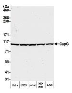 CAP-G Polyclonal Antibody