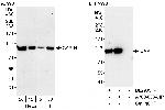 CAP-H Polyclonal Antibody