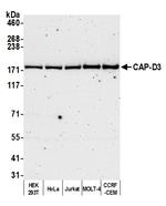 CAP-D3 Polyclonal Antibody