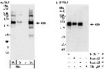 BTF Antibody in Western Blot (WB)