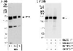 BTF Antibody in Western Blot (WB)