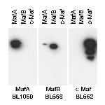 MafA Polyclonal Antibody