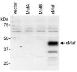 c-Maf Polyclonal Antibody