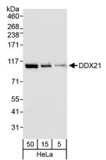 DDX21 Polyclonal Antibody