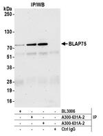 BLAP75 Antibody in Immunoprecipitation (IP)