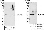 DDX18 Polyclonal Antibody