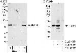 DDX18 Polyclonal Antibody