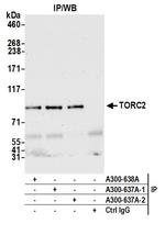TORC2 Polyclonal Antibody
