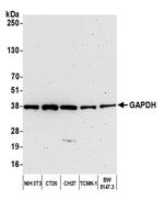 GAPDH Antibody in Western Blot (WB)