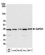 GAPDH Antibody in Western Blot (WB)