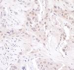 GAPDH Antibody in Immunohistochemistry (Paraffin) (IHC (P))
