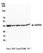 GAPDH Antibody in Western Blot (WB)