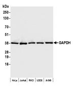 GAPDH Antibody in Western Blot (WB)