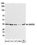 GAPDH Antibody in Western Blot (WB)