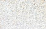 GAPDH Antibody in Immunohistochemistry (Paraffin) (IHC (P))