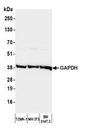 GAPDH Antibody in Western Blot (WB)